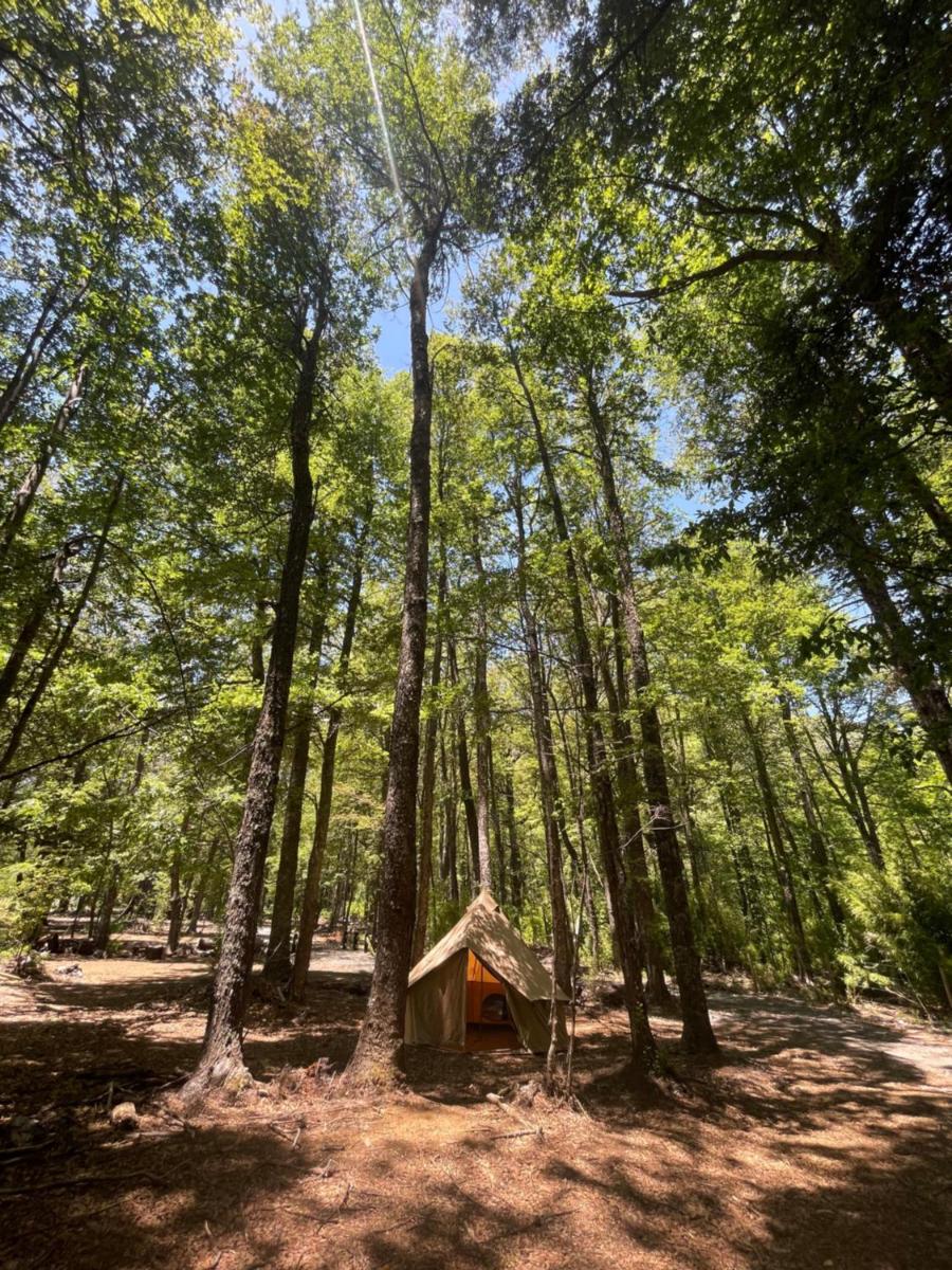 Casa del Árbol - Camping